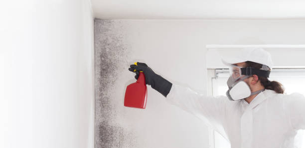 Best Attic Mold Removal  in Conshohocken, PA