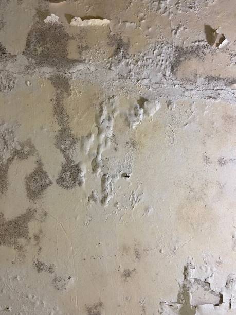 Conshohocken, PA Mold Removal Company